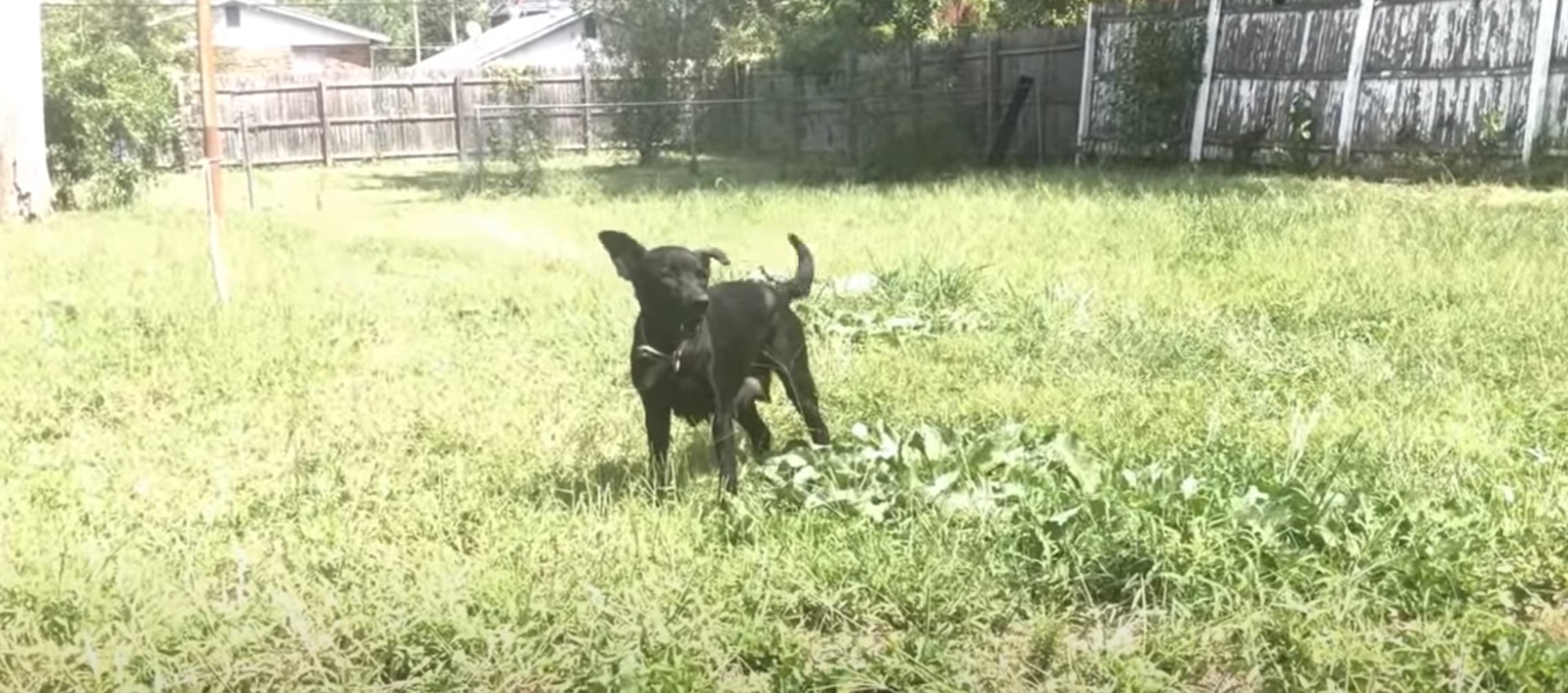 a black dog stands on the grass and looks around