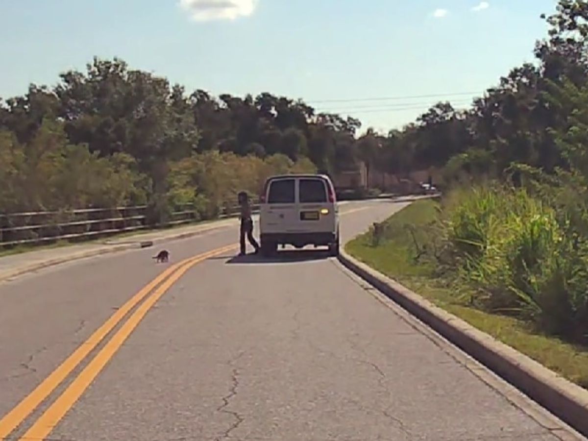 a car stopped and a human came out to see an animal