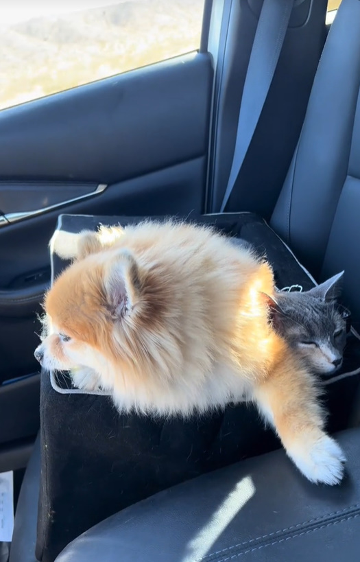 a cat and a dog enjoy a car ride together in a box