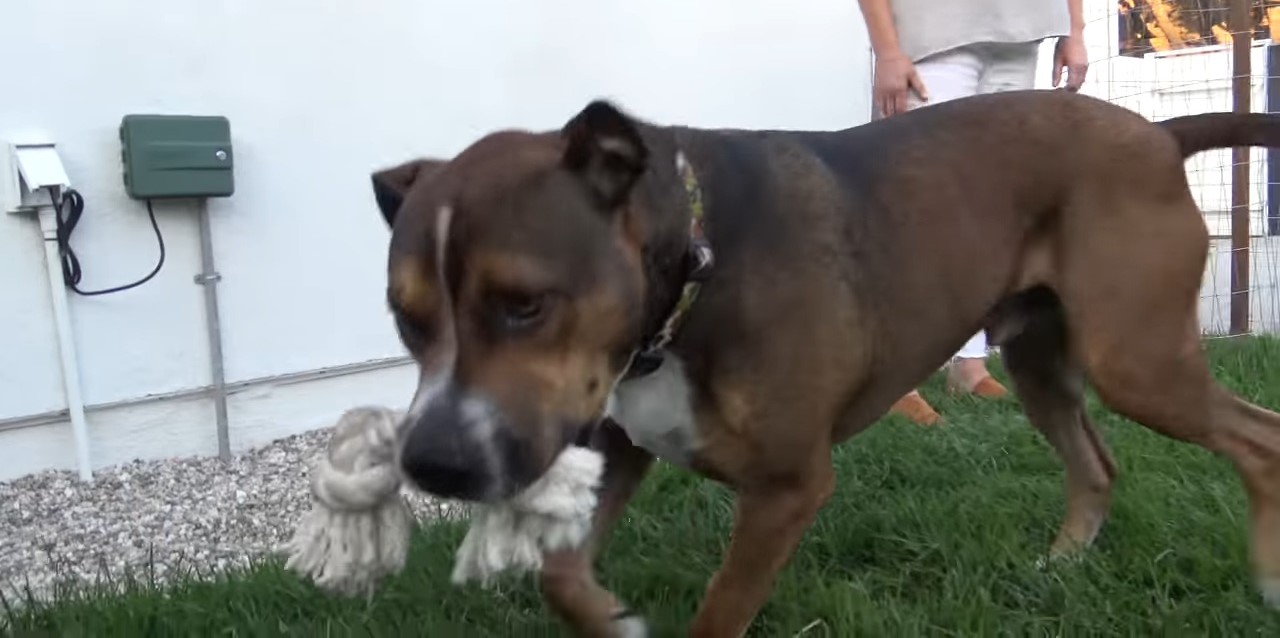 a dog in the garden with a toy in its mouth