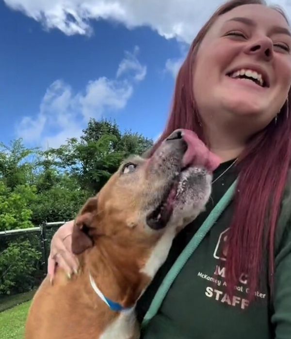 a dog licking woman