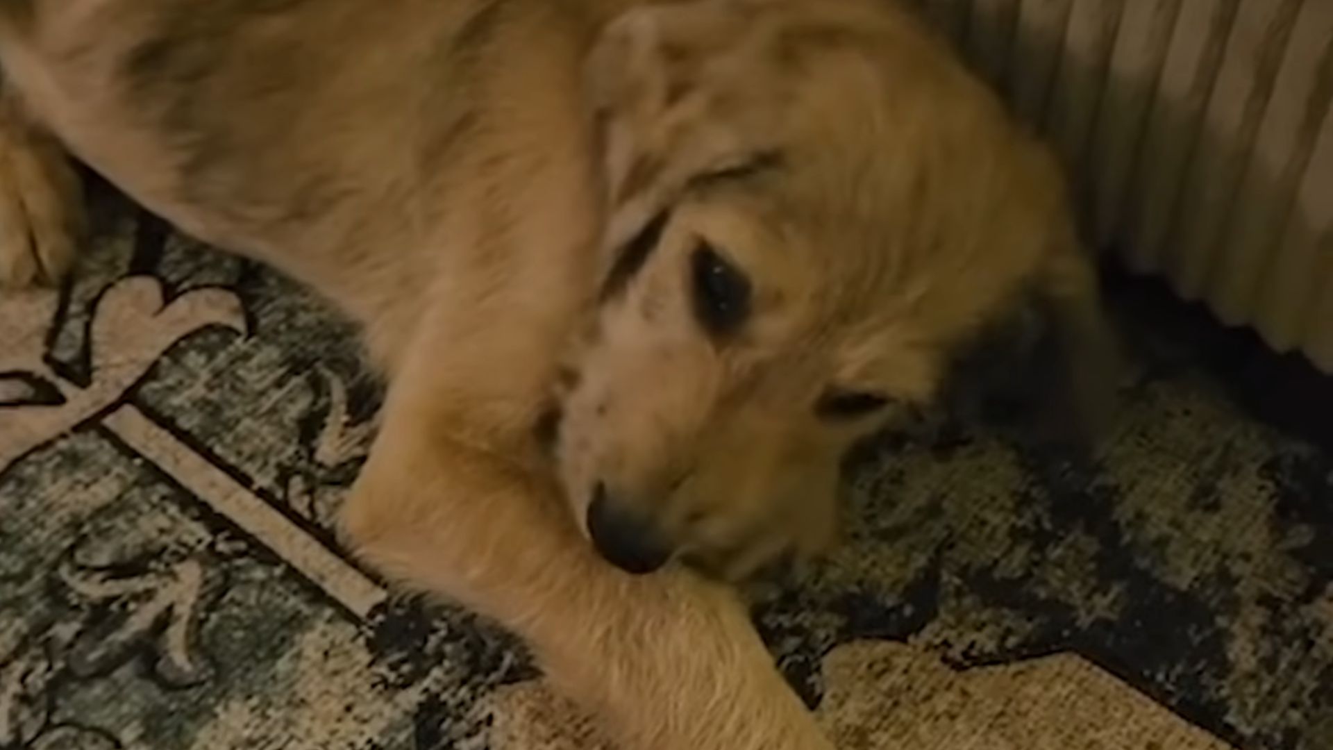 a dog on the carpet