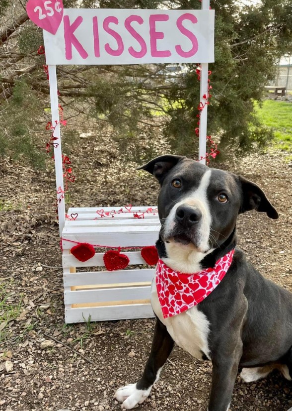 a dog poses next to a wooden easel