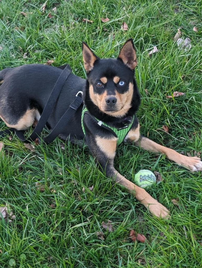 a foster dog on the grass