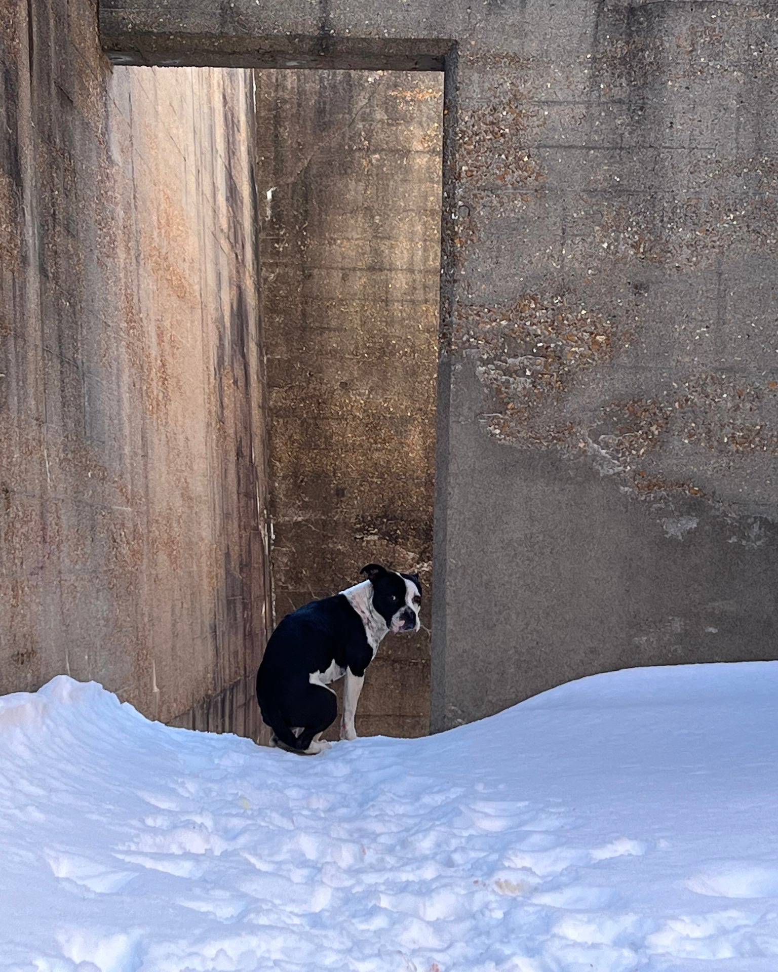 a frozen dog in an abandoned building