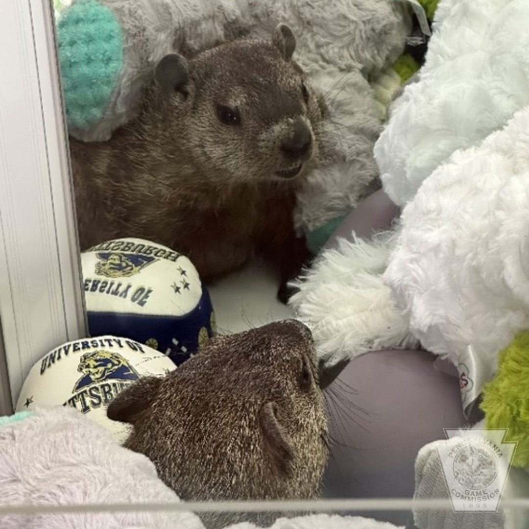 a groundhog sitting in a toy machine