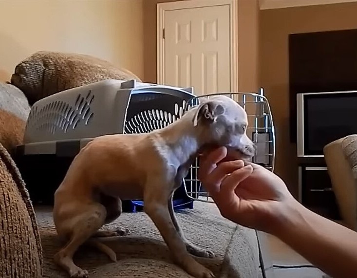 a man caresses a dog standing on the bed