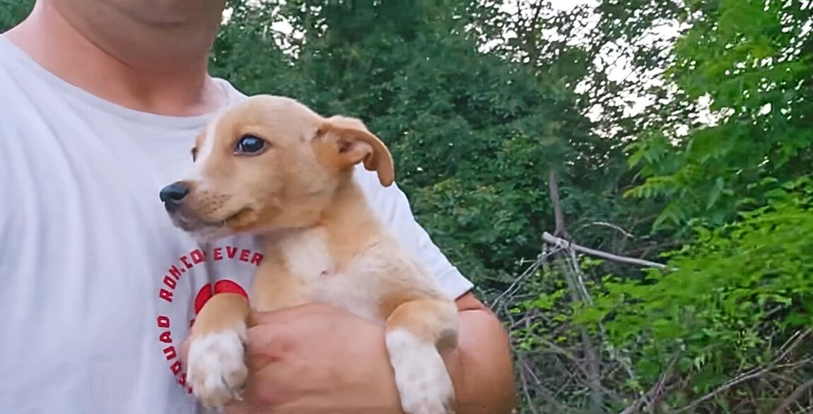 a man carrying a dog