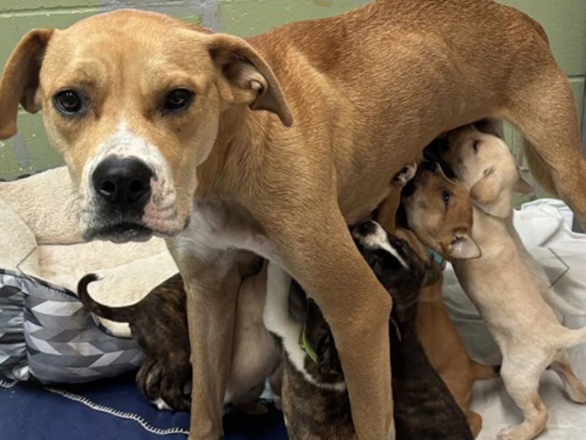 a mother dog is being nursed by her puppies