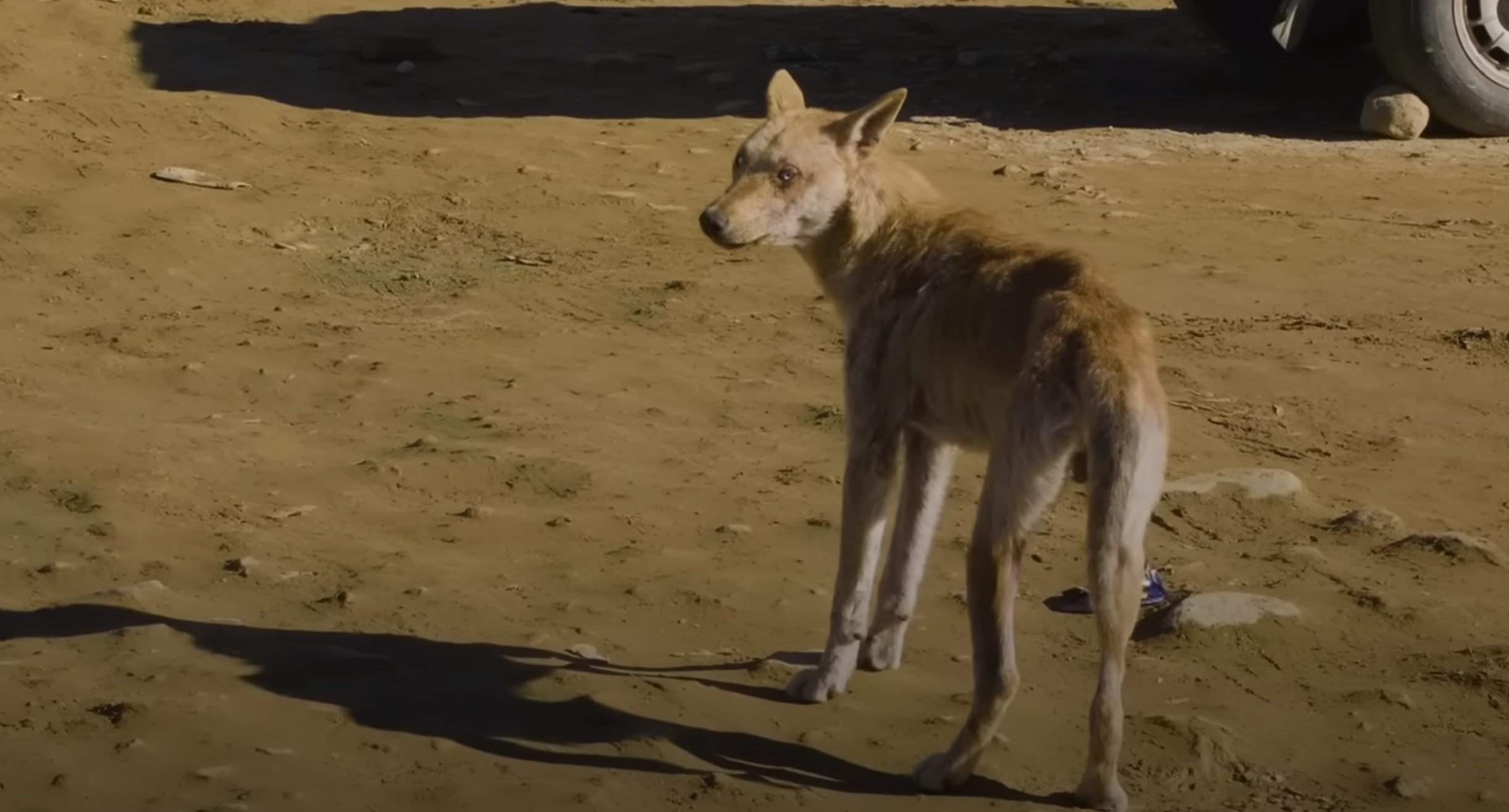 abandoned blue eyed pup