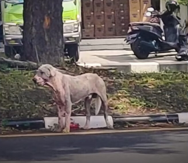 abandoned dog at gas station