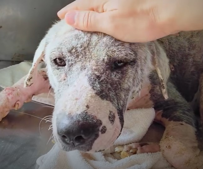 abandoned dog being cuddled