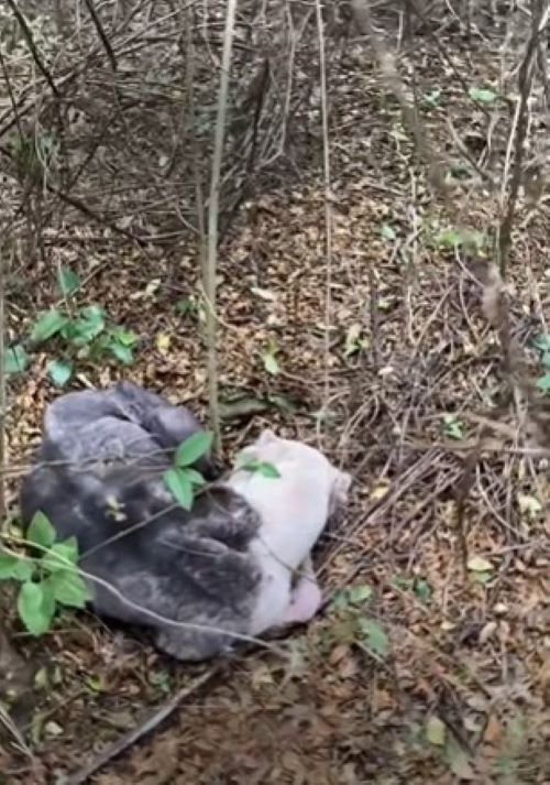 abandoned dog in woods