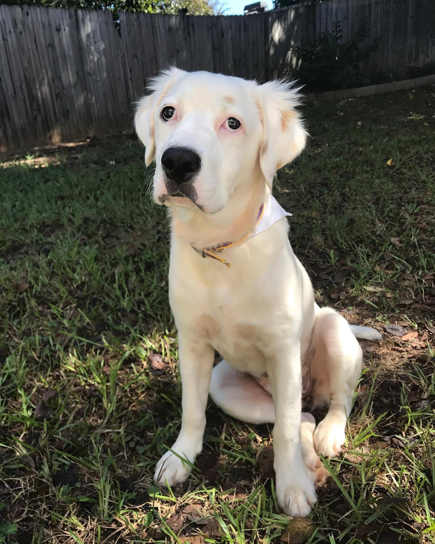 abandoned dog sitting on the grass