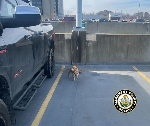 abandoned dog standing by the car