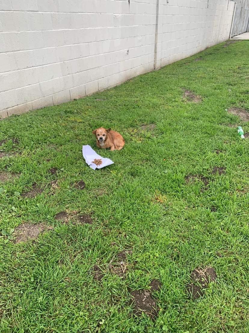 abandoned little dog