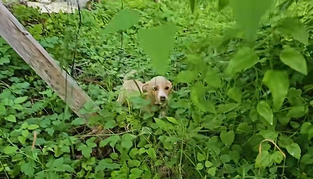 abandoned puppy in green grass