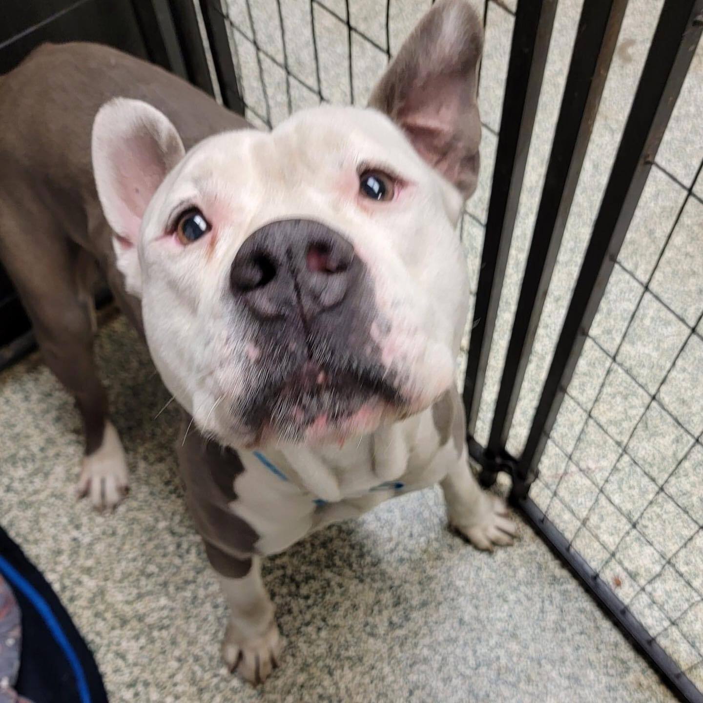 adorable big dog looking up