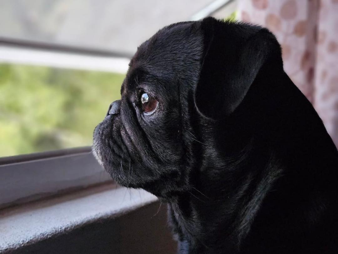 adorable black dog