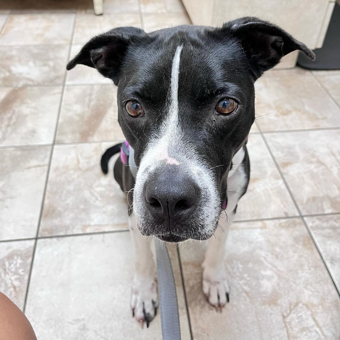 adorable dog sitting on tiles