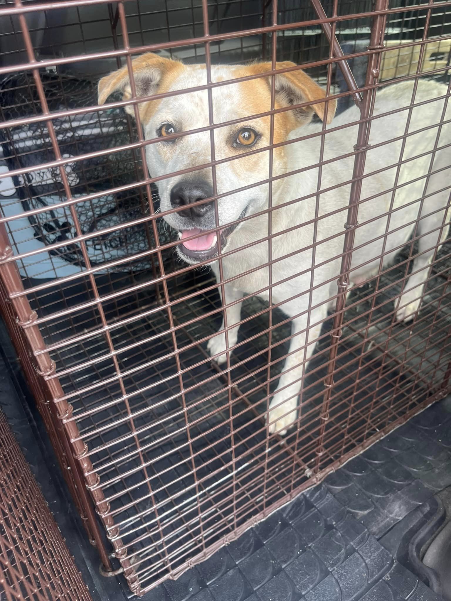 adorable dog standing in a box