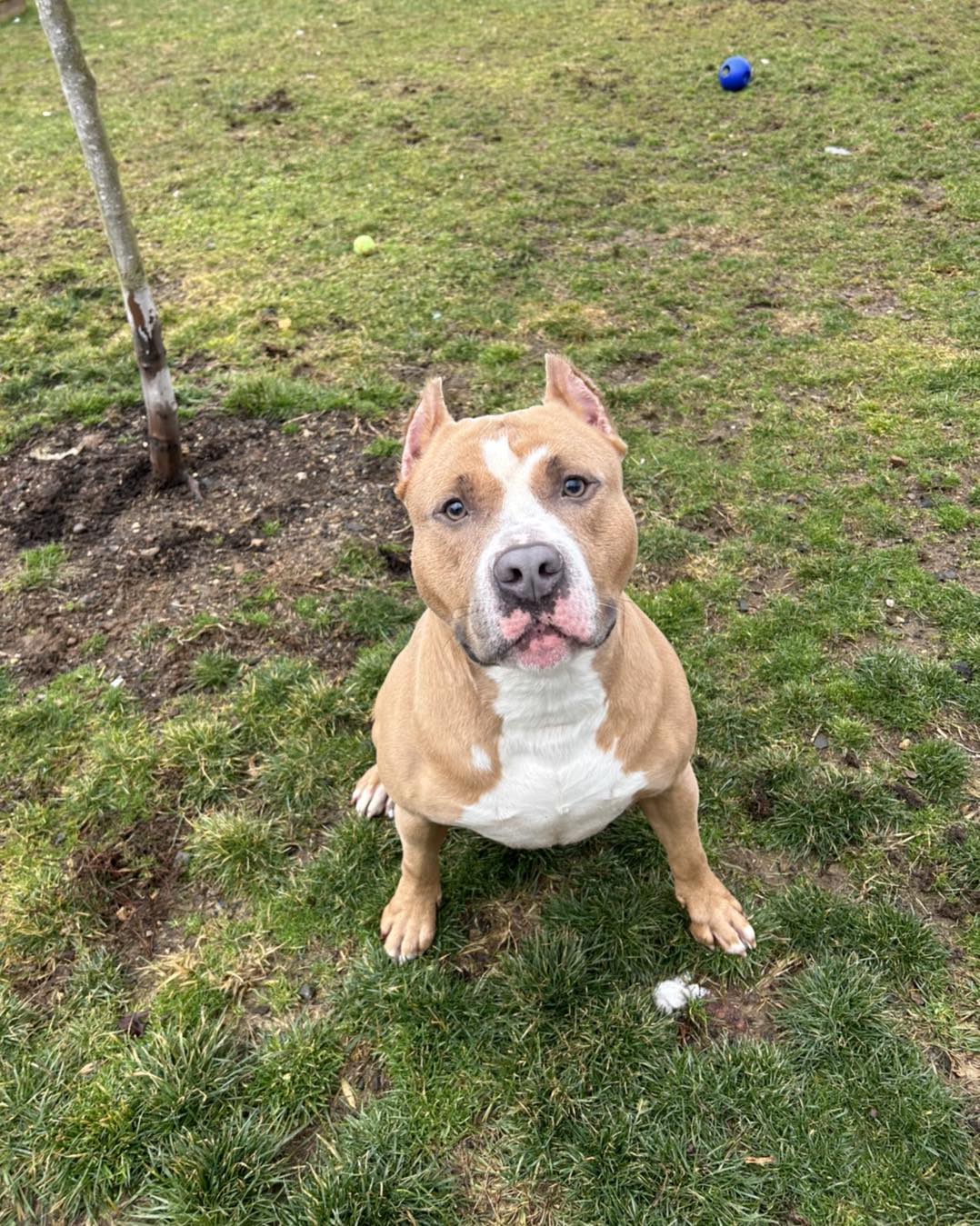 adorable dog standing on grass