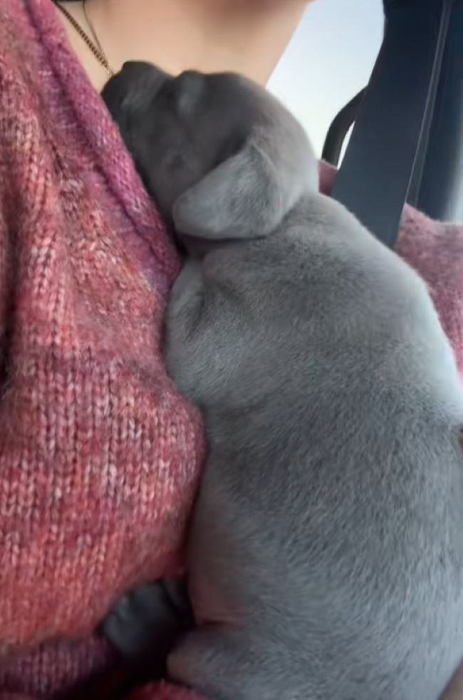 adorable gray puppy