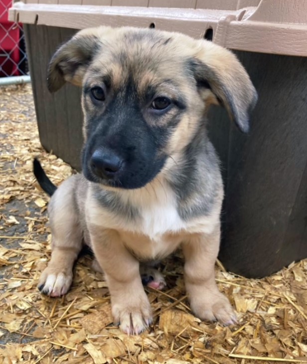 adorable puppy of german shepherd breed