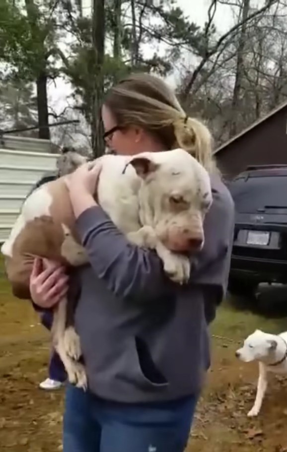 an abandoned dog finally rescued in the arms of a woman