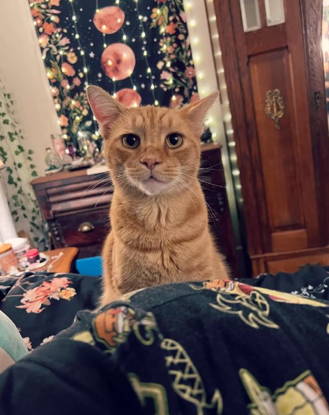 beautiful ginger cat posing