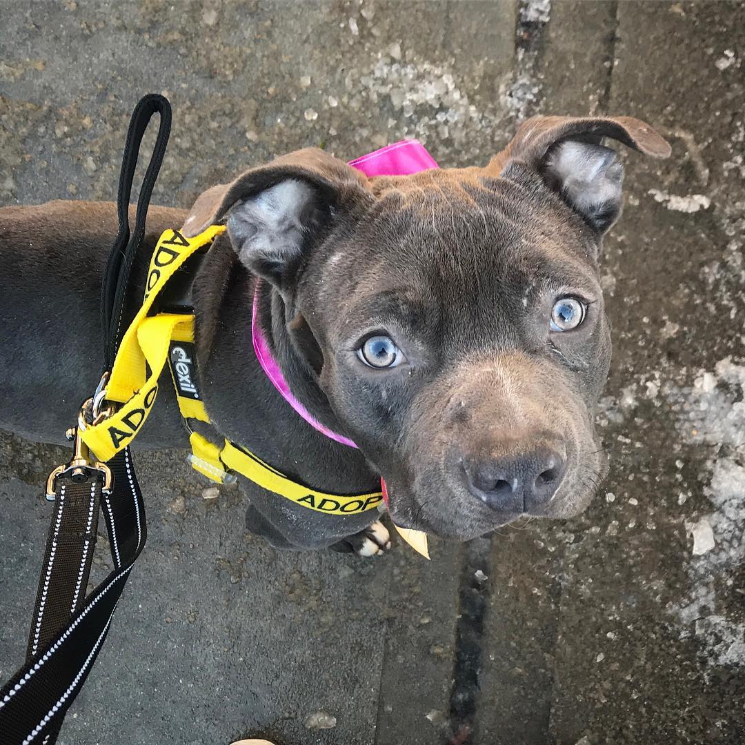 beautiful dog looking up