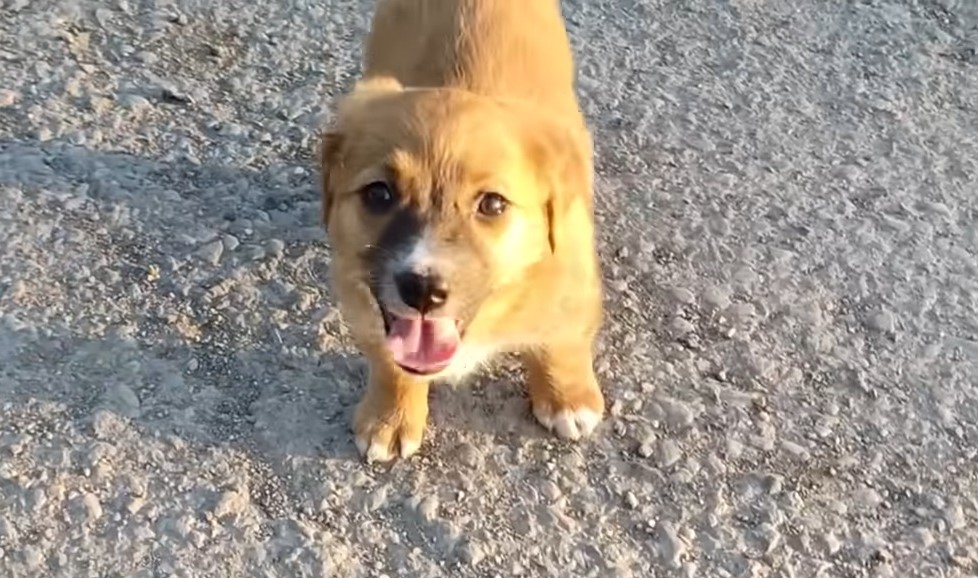 beautiful brown puppy