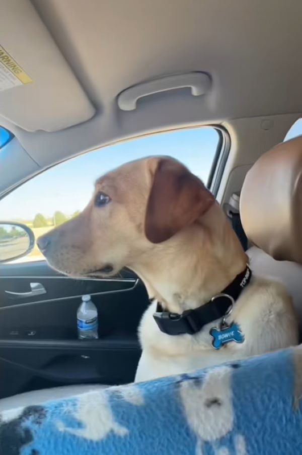 beautiful dog in car