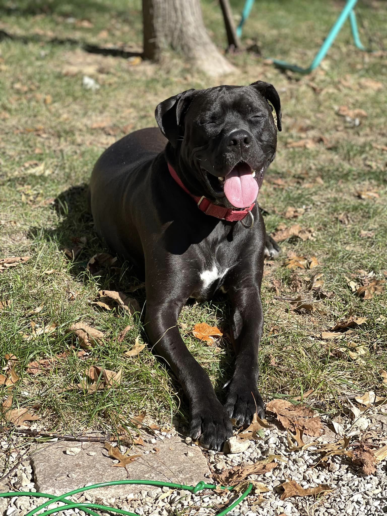 beautiful dog yawning