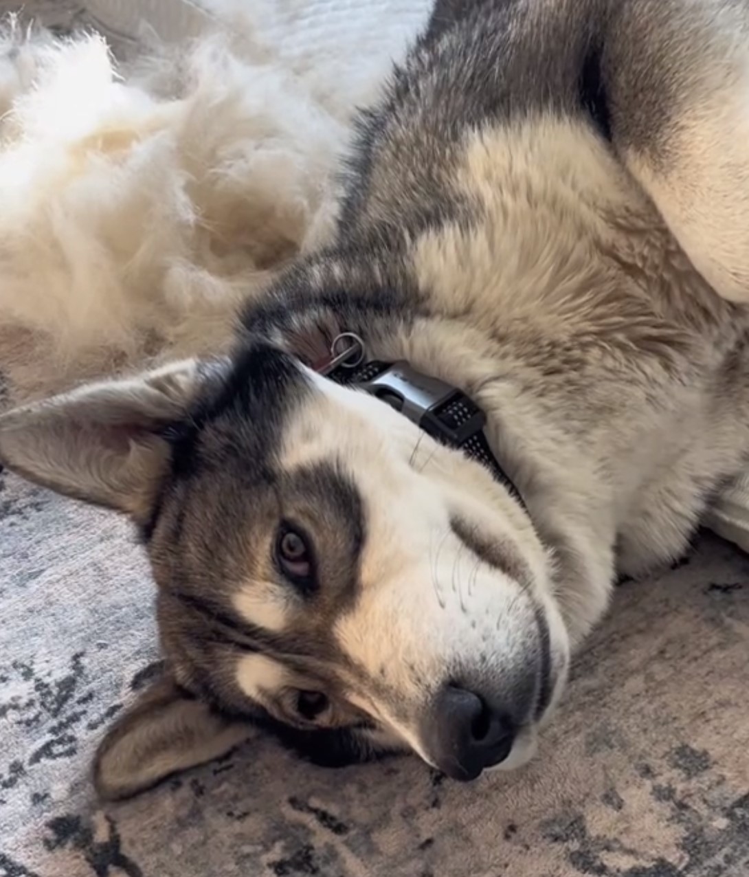 beautiful husky laying