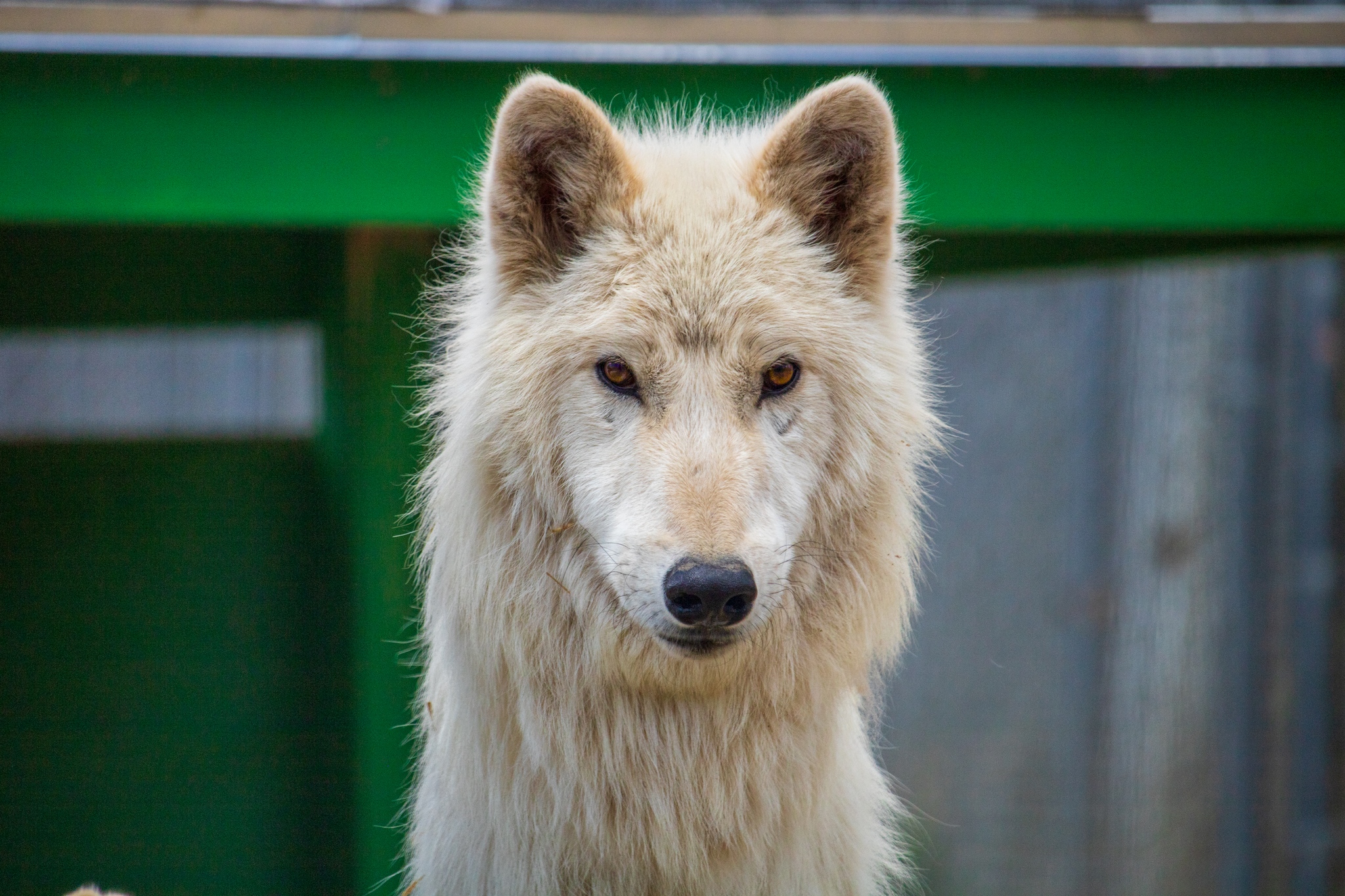 big and cute white dog