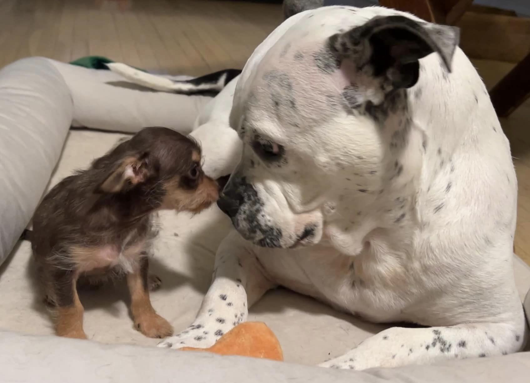 big and small dog next to each other