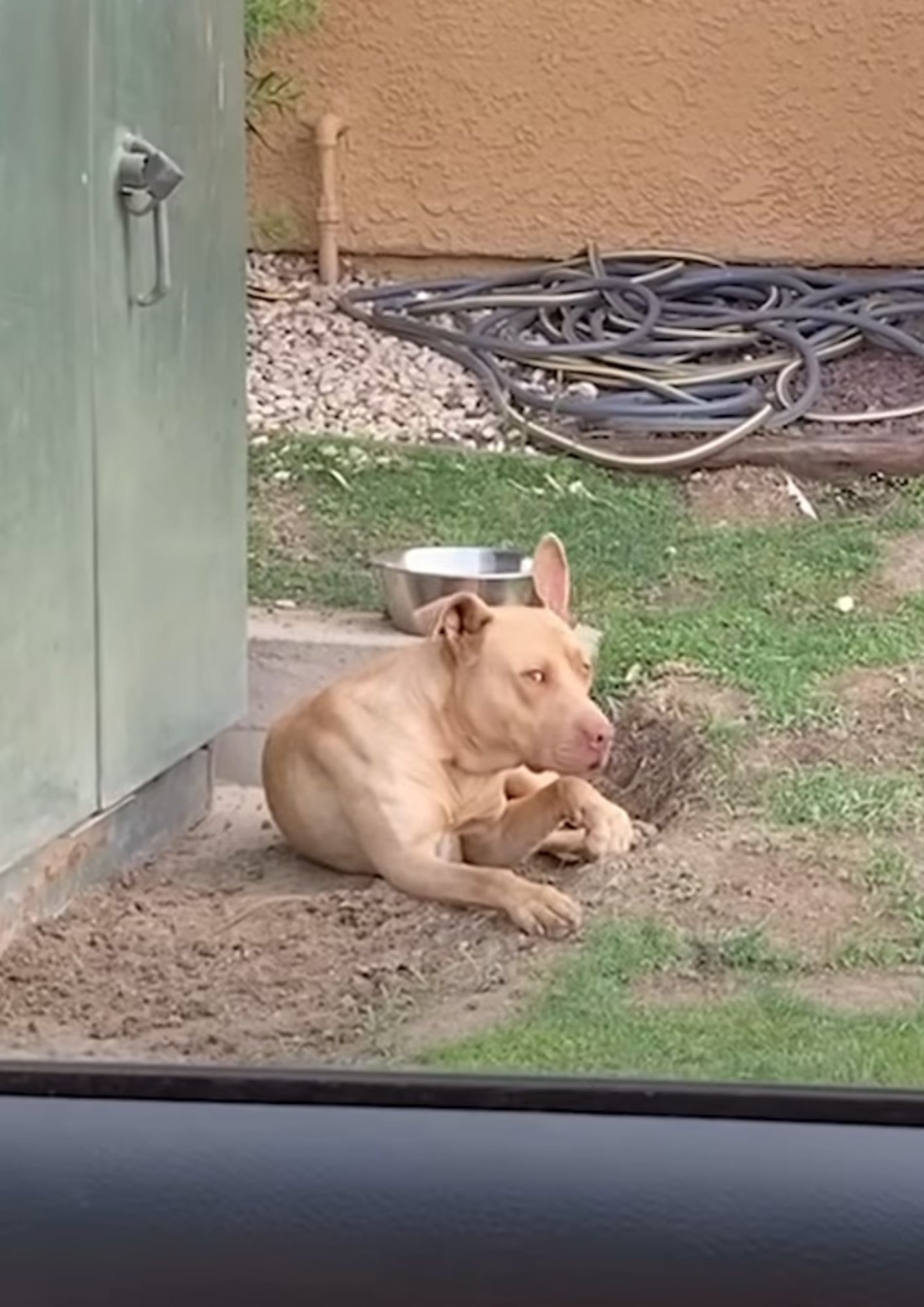 big dog laying on the ground