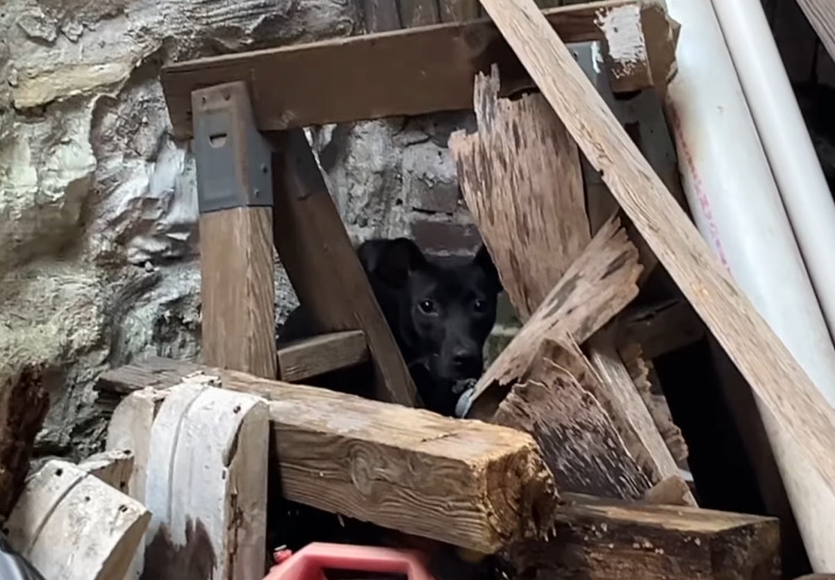 black abandoned puppy in a building