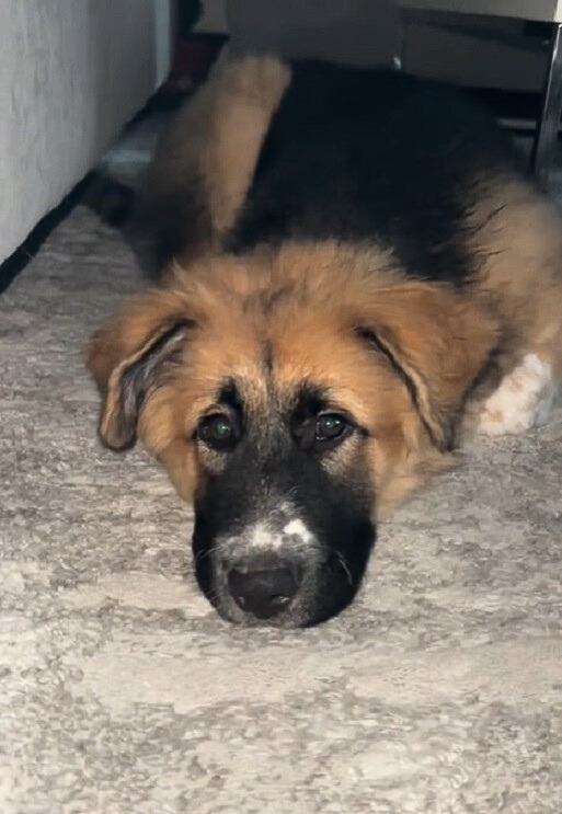 black and brown dog laying