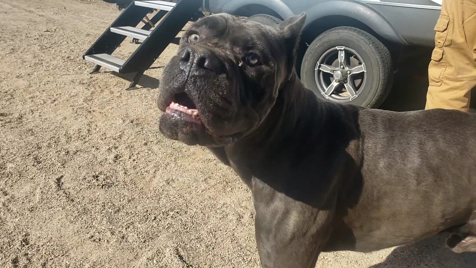 black dog in a desert