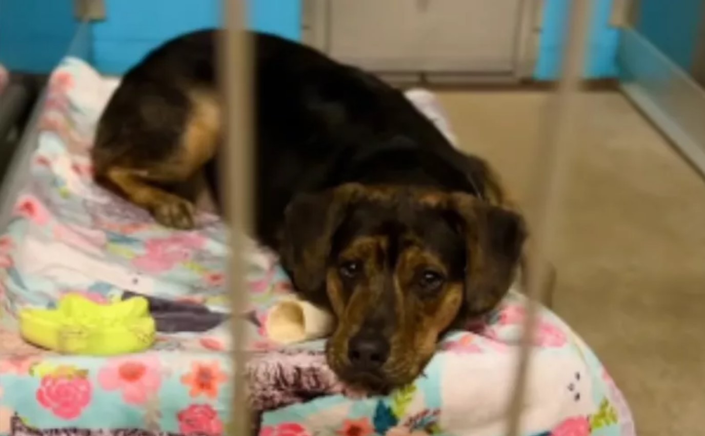 black dog laying in the shelter