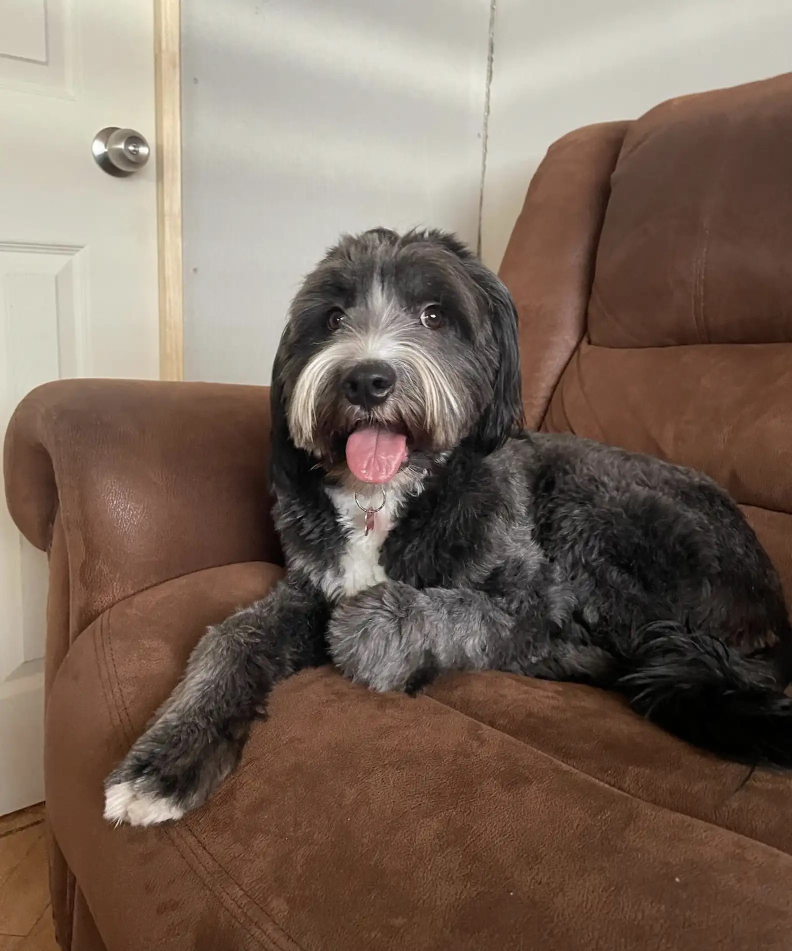 Black dog resting on a couch