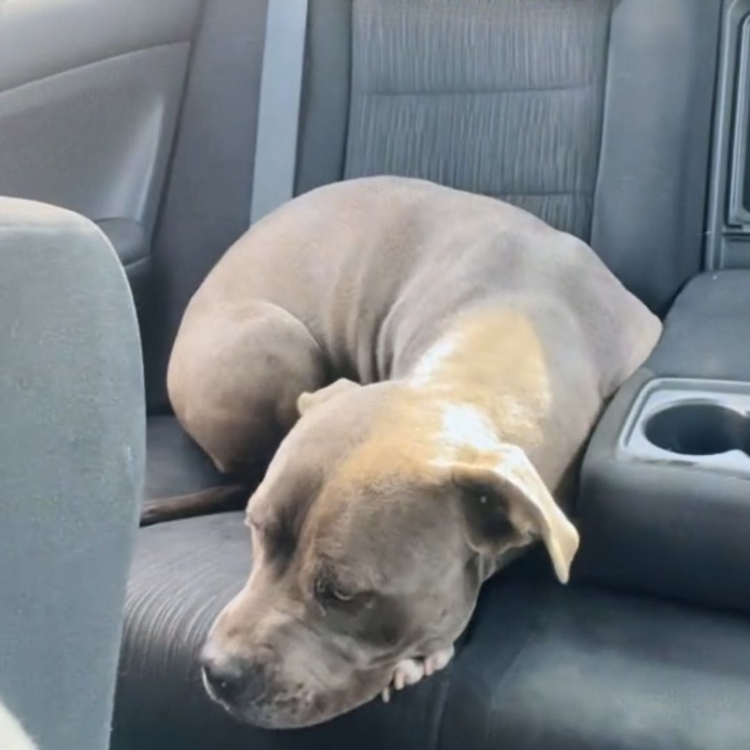 black dog laying on the back seat of the car