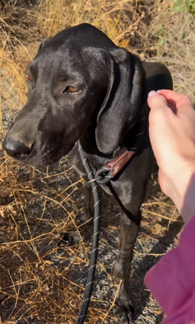 black dog on leash