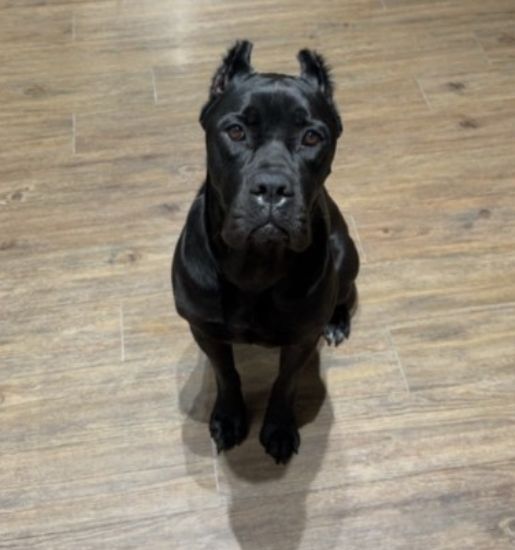 black dog sitting on the floor