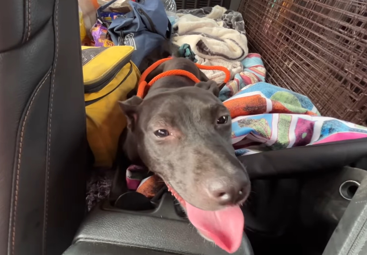 black dog with tongue out