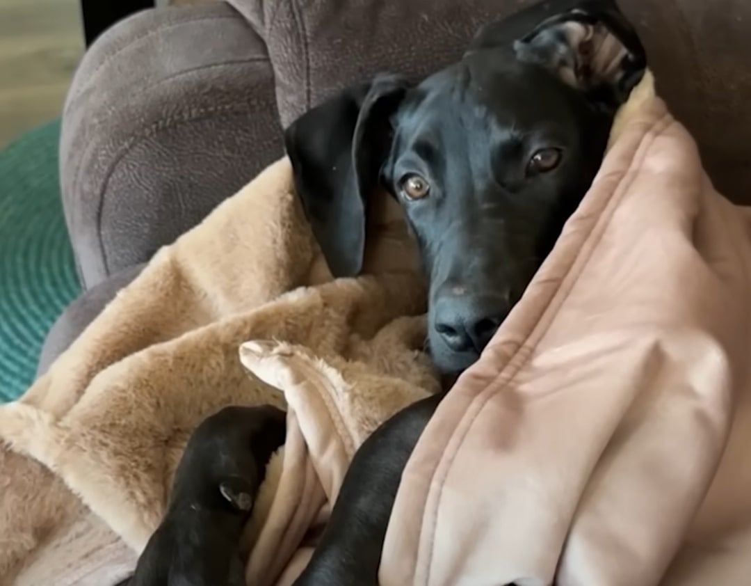 black dog wrapped in a blanket