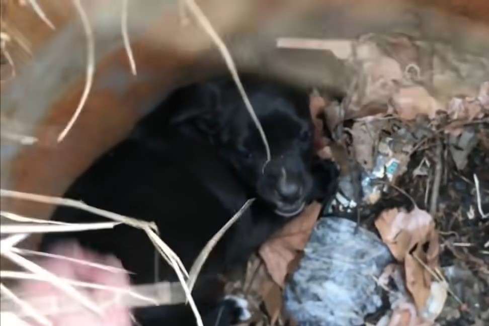 black puppy laying in bush