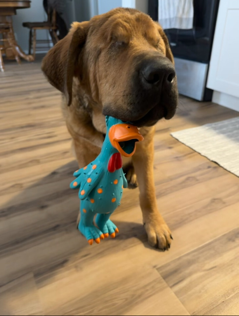 blind brown dog with a toy in its mouth